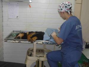 Campania de sterilizare gratuită a câinilor şi pisicilor cu sau fără stăpân