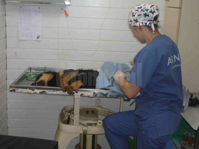 Campania de sterilizare gratuită a câinilor şi pisicilor cu sau fără stăpân