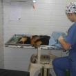 Operaţii de sterilizare gratuită, efectuate de medicii organizaţiei Romania Animal Rescue