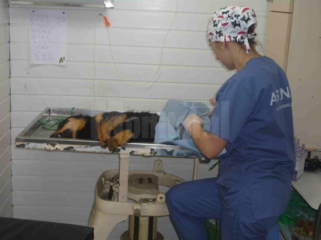 Operaţii de sterilizare gratuită, efectuate de medicii organizaţiei Romania Animal Rescue
