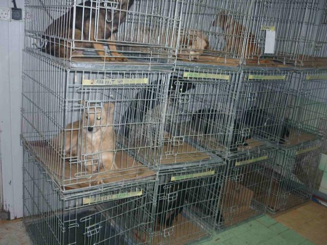Câini aduşi de suceveni pentru a fi sterilizaţi gratuit
