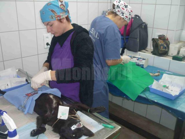 Câini aduşi de suceveni pentru a fi sterilizaţi gratuit