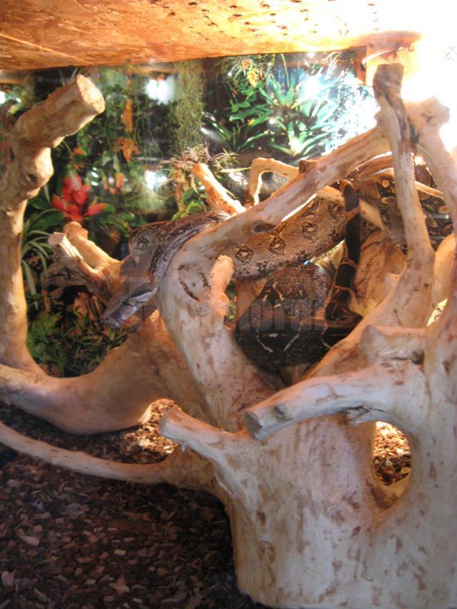 „Reptile vii”, la Muzeul de Ştiinţele Naturii Suceava