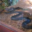 Expoziţie de reptile la Muzeul de Ştiinţele Naturii Suceava
