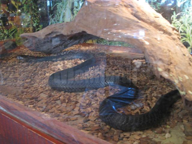 Expoziţie de reptile la Muzeul de Ştiinţele Naturii Suceava