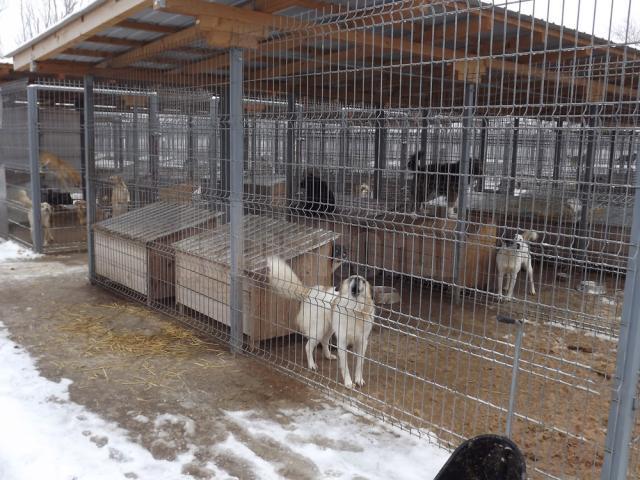 De la 1 martie 2014 câinii care nu vor fi adoptaţi pot fi eutanasiaţi după 14 zile de la cazarea acestora în adăposturi