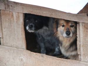 Decizia de eutanasiere poate fi luată după expirarea unui termen de 14 zile lucrătoare de la cazarea câinilor în adăposturi