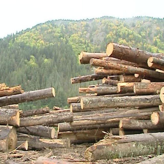 Firme amendate şi zeci de metri cubi de lemn confiscat