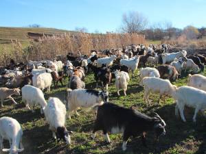 Efectivele de capre au ajuns la peste 18.000 în 2013