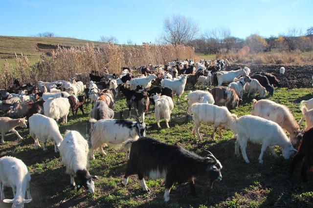 Efectivele de capre au ajuns la peste 18.000 în 2013
