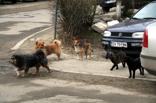 Pe străzile Sucevei se află aproximativ 2.000 de câini