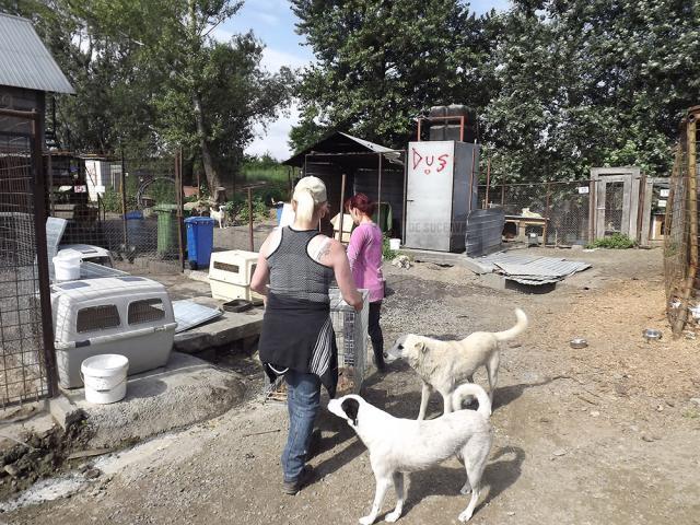 18,5 tone de hrană uscată pentru câini, donată de voluntari germani, pentru adăpostul din lunca Sucevei