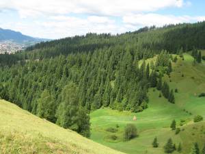 Statul român, prin Direcţia Silvică Suceava, rămâne în continuare proprietar pe pădurile Bucovinei