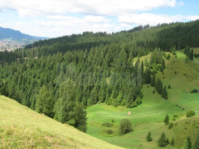 Statul român, prin Direcţia Silvică Suceava, rămâne în continuare proprietar pe pădurile Bucovinei