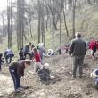 Elevii şcolilor 8 şi 9 din Suceava au plantat arbori pe un versant al zonei Zamca