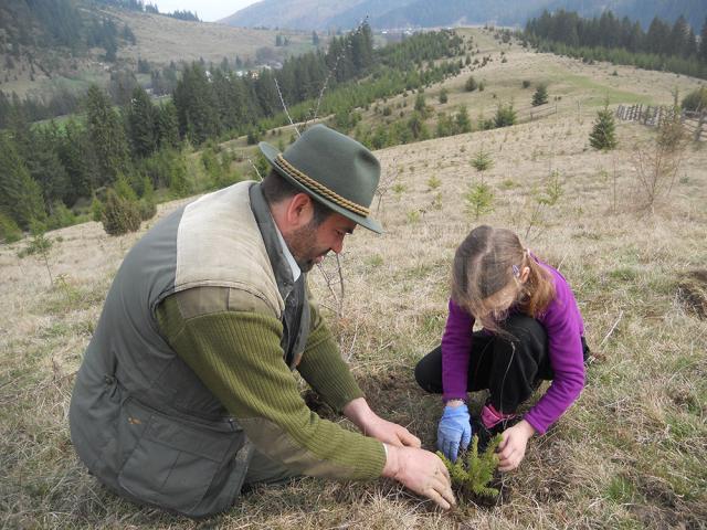 Elevii Şcolii Gimnaziale „Ştefan cel Mare” Putna au participat la plantarea a 600 de puieţi de molid