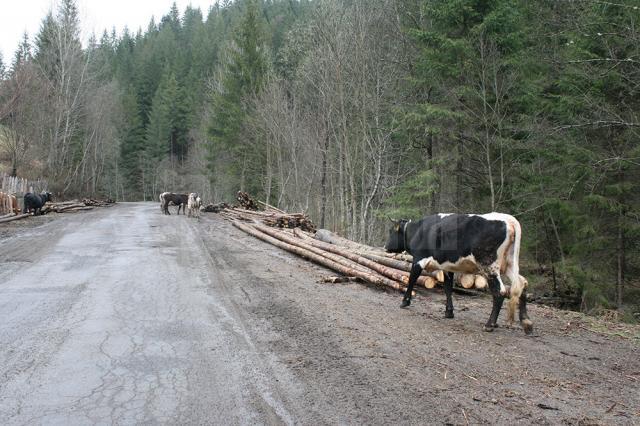 Vacile şi lemnul, mijloacele de trai pe Valea Bistriţei