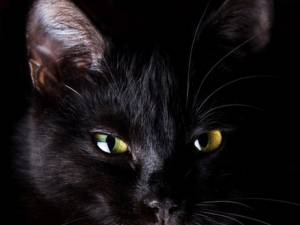 „Se aude o...pisică neagră”