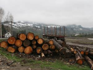 Firmele mici de pe Valea Bistriţei care exploatează şi prelucrează lemn au şanse minime să supravieţuiască pe piaţa de profil