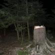 Focuri de armă în pădure, după şase indivizi care tăiau copaci