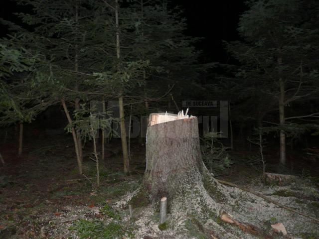 Focuri de armă în pădure, după şase indivizi care tăiau copaci