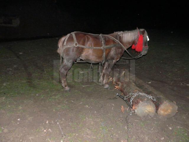 Focuri de armă în pădure, după şase indivizi care tăiau copaci