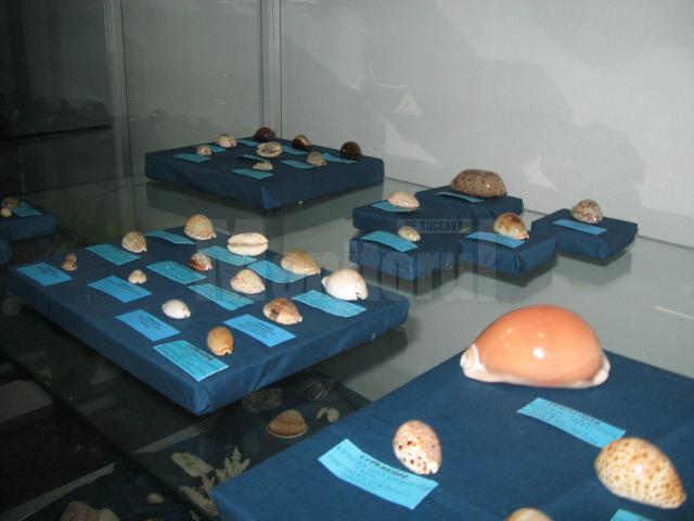 „Din lumea adâncurilor”, la Muzeul de Ştiinţele Naturii Suceava