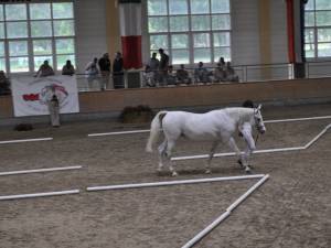 Iubitorii de cai sunt invitați să participe la sfârşitul acestei săptămâni la o expoziţie – târg de cai