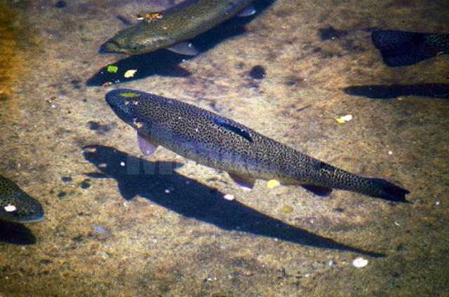 „Crescătoria de păstrăvi”