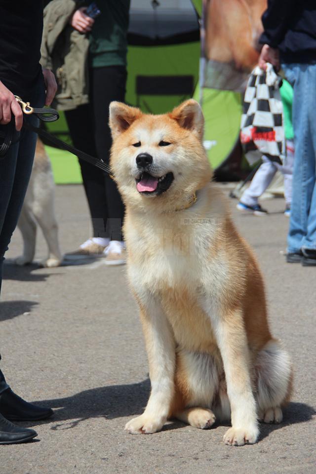 „Japonezul” Akita Inu