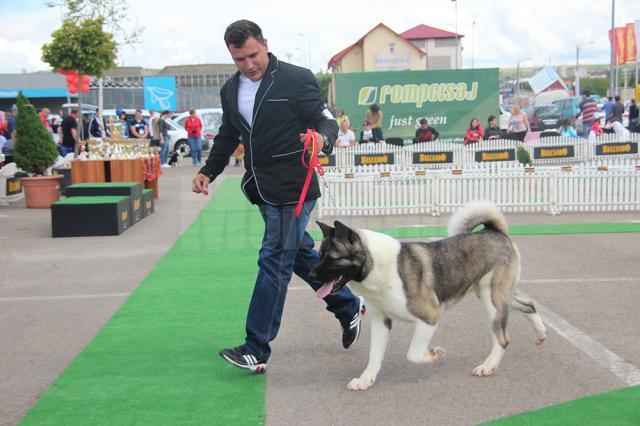 Câinii de rasă s-au întrecut în frumuseţe şi aptitudini la Cupa Bucovinei 2014