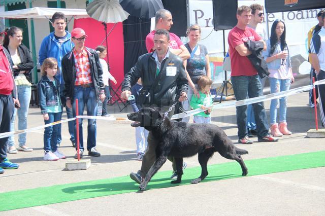 Câinii de rasă s-au întrecut în frumuseţe şi aptitudini la Cupa Bucovinei 2014