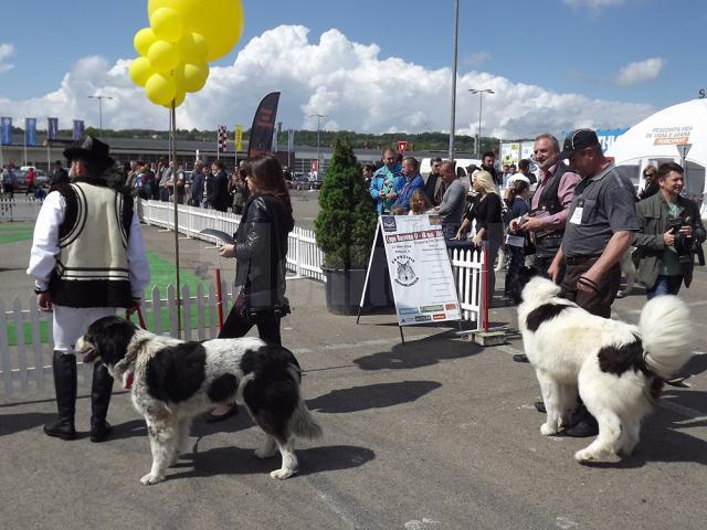 Câinii de rasă s-au întrecut în frumuseţe şi aptitudini la Cupa Bucovinei 2014