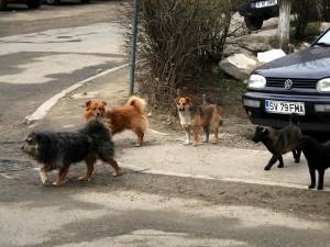 Sucevenii care vor să scape de haitele de câini de pe străzile Sucevei mai au încă de aşteptat cel puţin două-trei luni