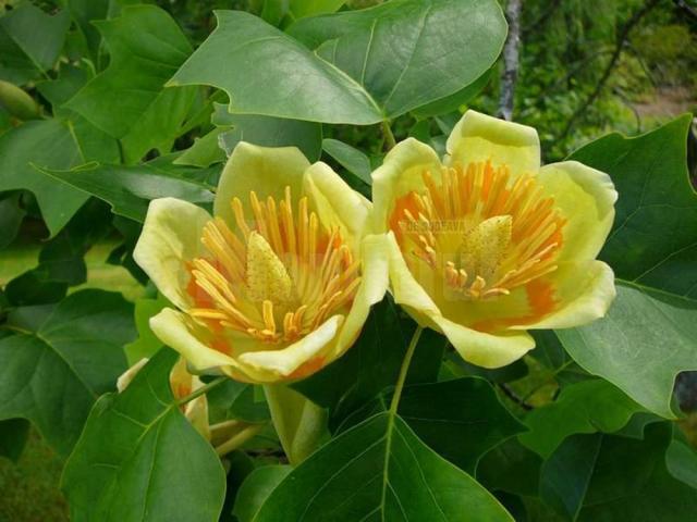 Florile în formă de lalea sunt galben-verzui cu brâu portocaliu
