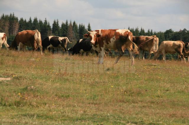 Pentru subvenţia la bovine au fost înregistrate 12.246 de cereri