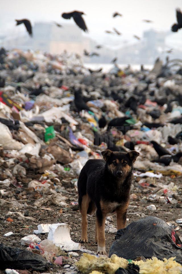 Reuniune de urgenţă a Consiliului Local Suceava pentru problema câinilor vagabonzi