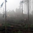 Mii de copaci au fost doborâţi de vânt, în noaptea de luni spre marţi, în comuna Ulma