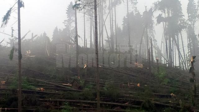 Mii de copaci au fost doborâţi de vânt, în noaptea de luni spre marţi, în comuna Ulma