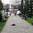 Prinderea câinilor vagabonzi de pe străzile Sucevei a fost din nou amânată