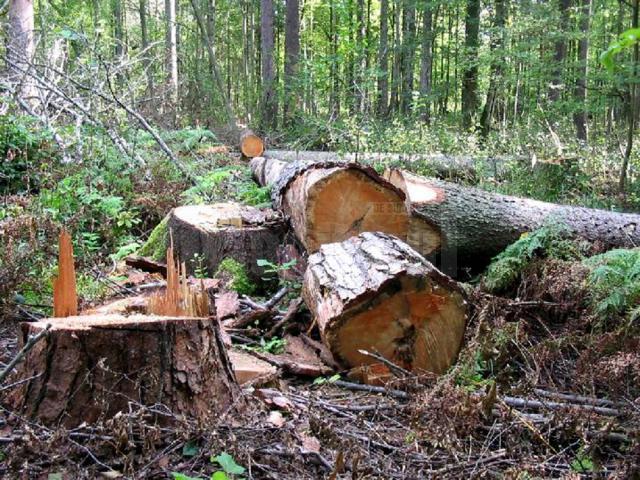 În teren au fost identificate 577 de cioate ale unor copaci tăiaţi ilegal