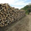 Taierea, depozitarea şi transportul materialelor lemnoase trebuie anunţate online, chiar din mijlocul pădurii