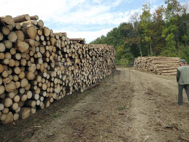 Taierea, depozitarea şi transportul materialelor lemnoase trebuie anunţate online, chiar din mijlocul pădurii