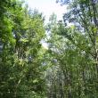 Rezervaţia forestieră Pădurea Zamostea – Luncă