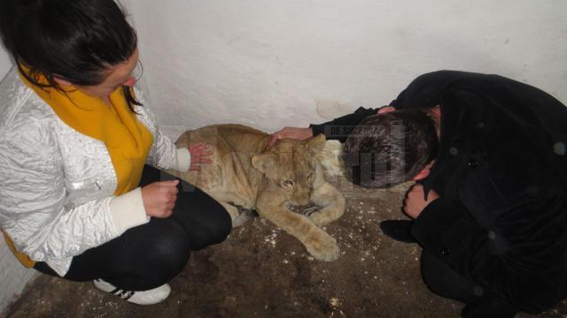 Trei lame şi un pui de leu au ajuns la Zoo Rădăuţi în schimbul a trei pui de tigru