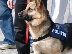 Un câine al poliției i-a dus pe anchetatori până la domiciliul hoţului