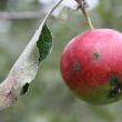 Recolta de mere a fost afectată de vremea nefavorabilă