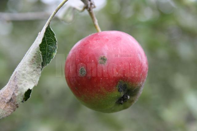 Recolta de mere a fost afectată de vremea nefavorabilă