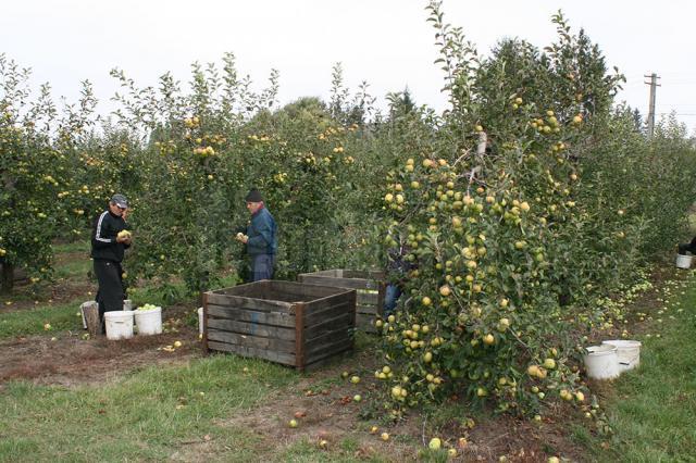 Pomicultorii din zona Fălticeni stau cu marfa pe stoc din cauza preţului mic la mere