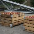 Pomicultorii din zona Fălticeni stau cu marfa pe stoc din cauza preţului mic la mere